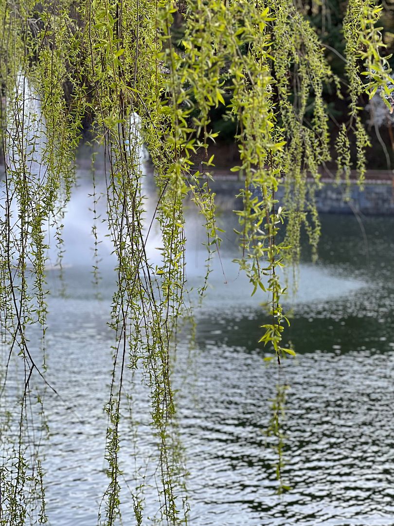 Willow on a Lake