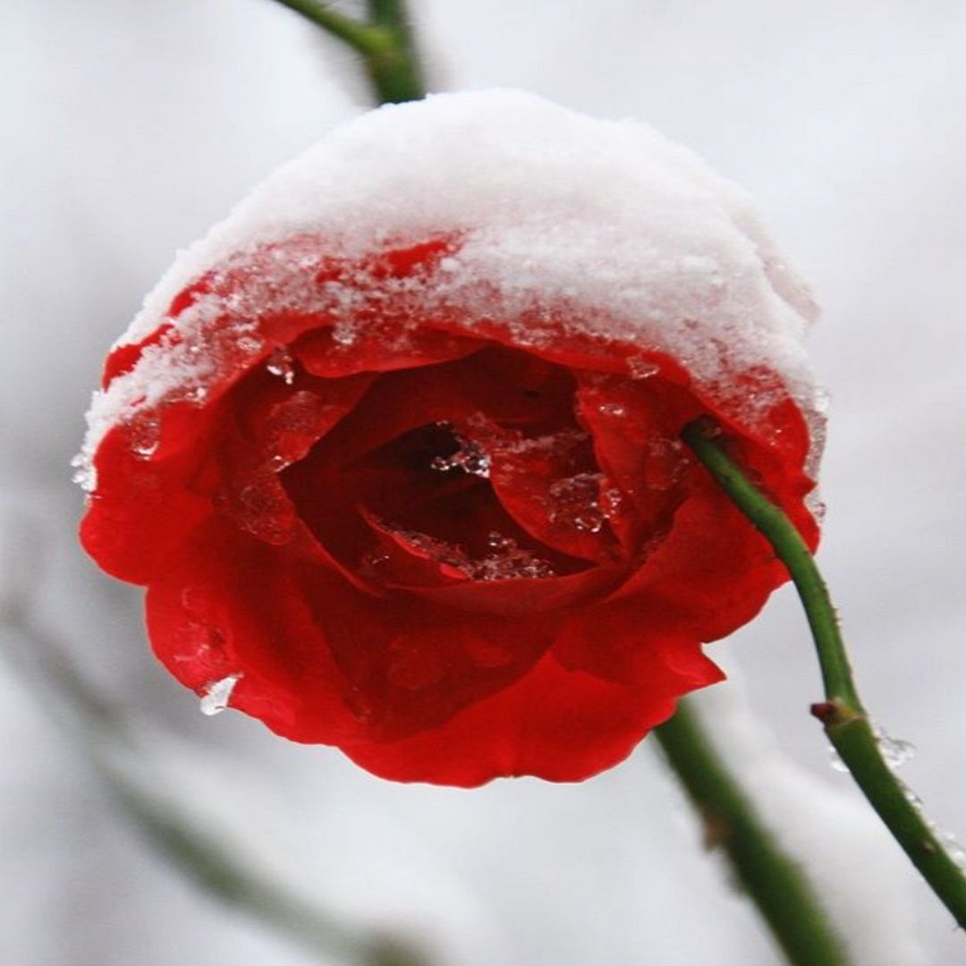 A Rose in the Snow