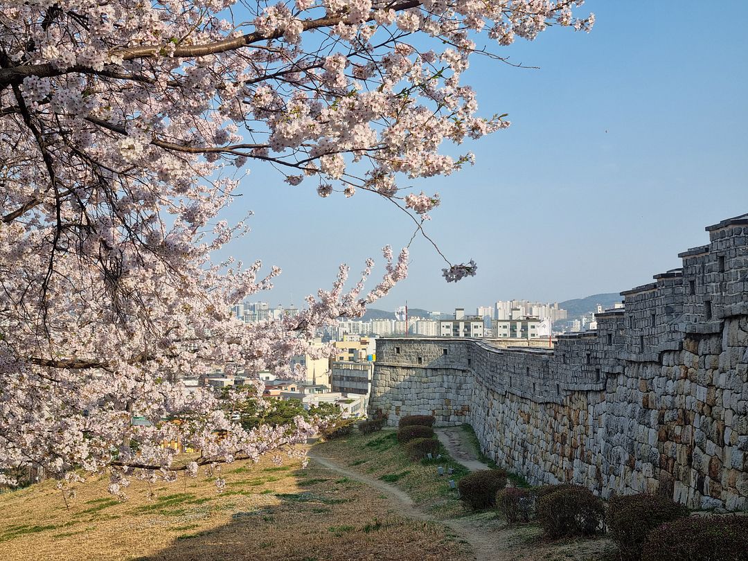 cherry blossoms at suwon5