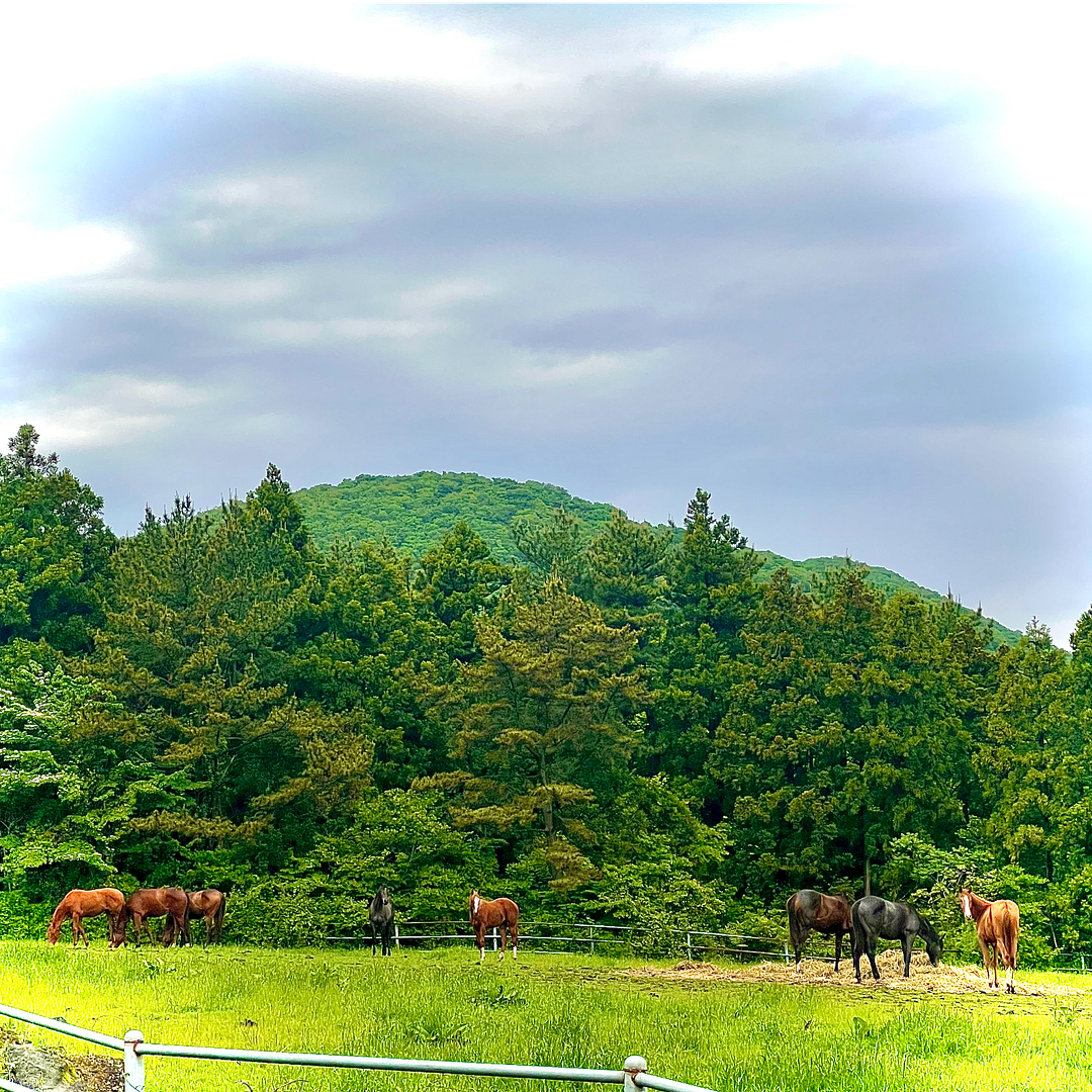 In jeju of Korea