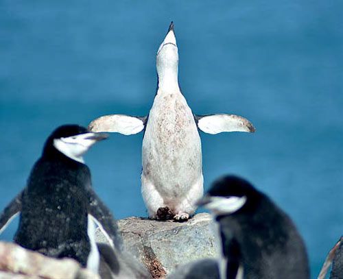 A penguin trying to fly