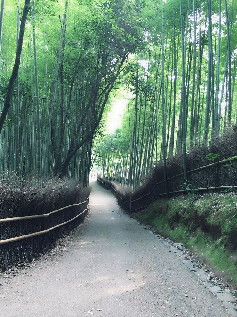 bamboo forest