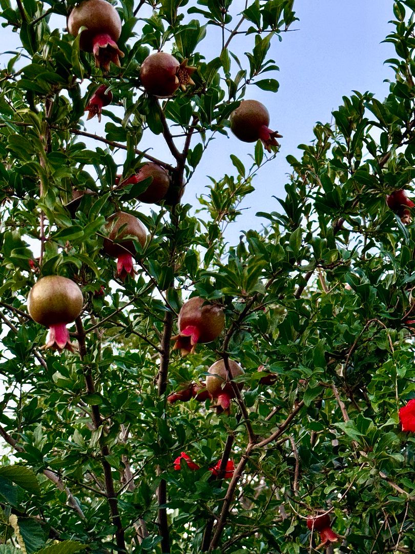 pomegranate