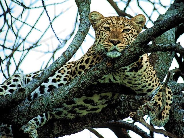 Animals to relax: Leopard