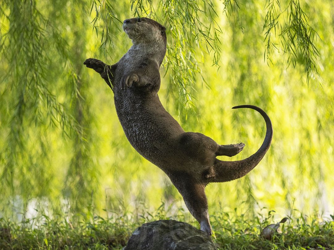 Otter Ballerina