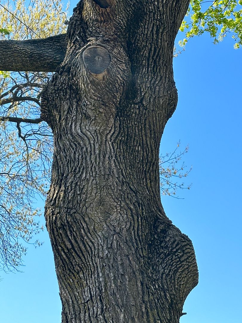 Pregnant tree