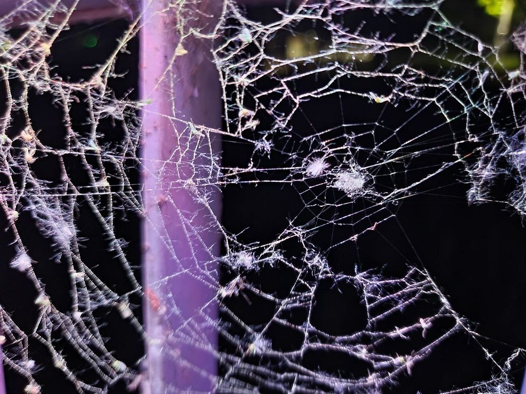 Web