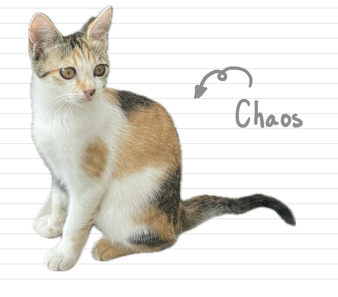 Cat_Chaos_20