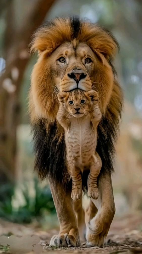 lion father