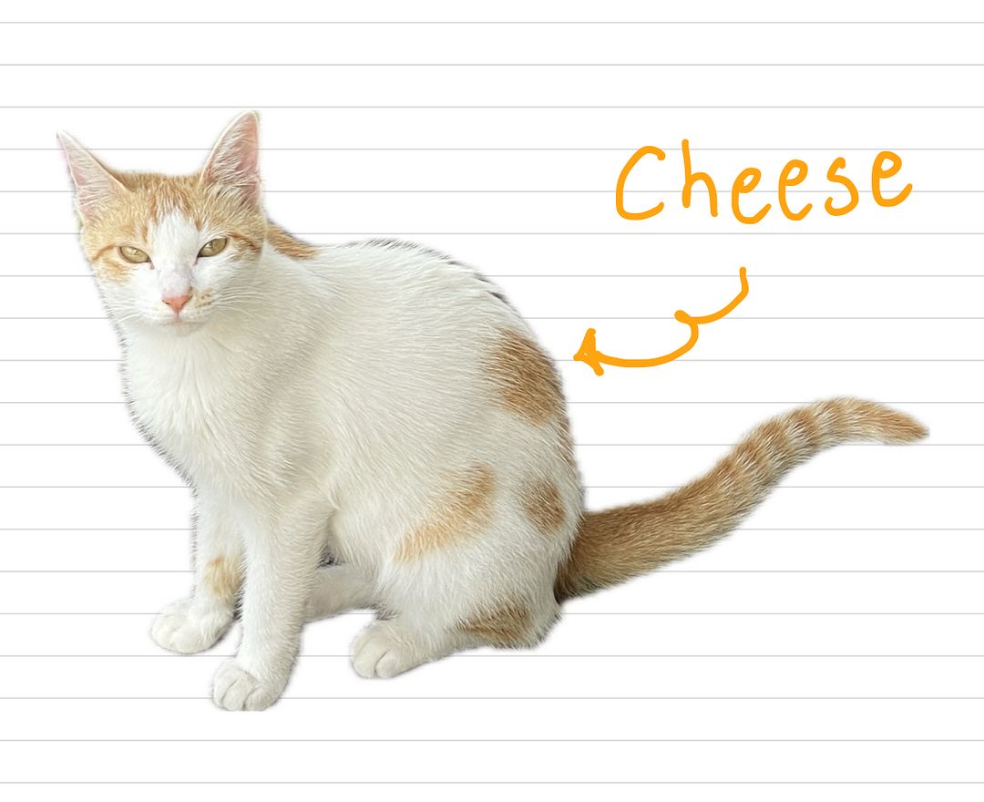 Cat_Cheese_8