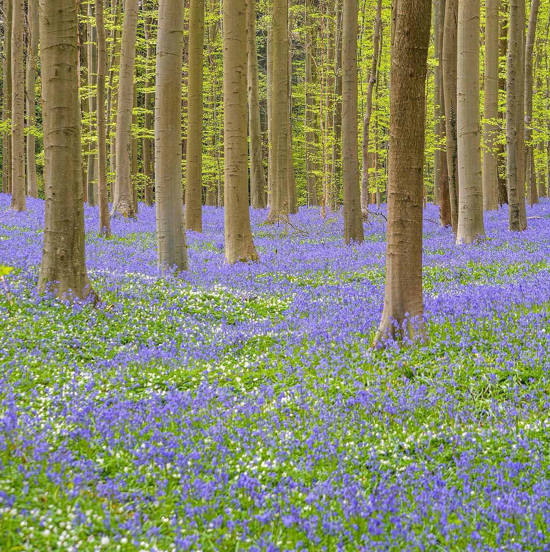 flowers and trees