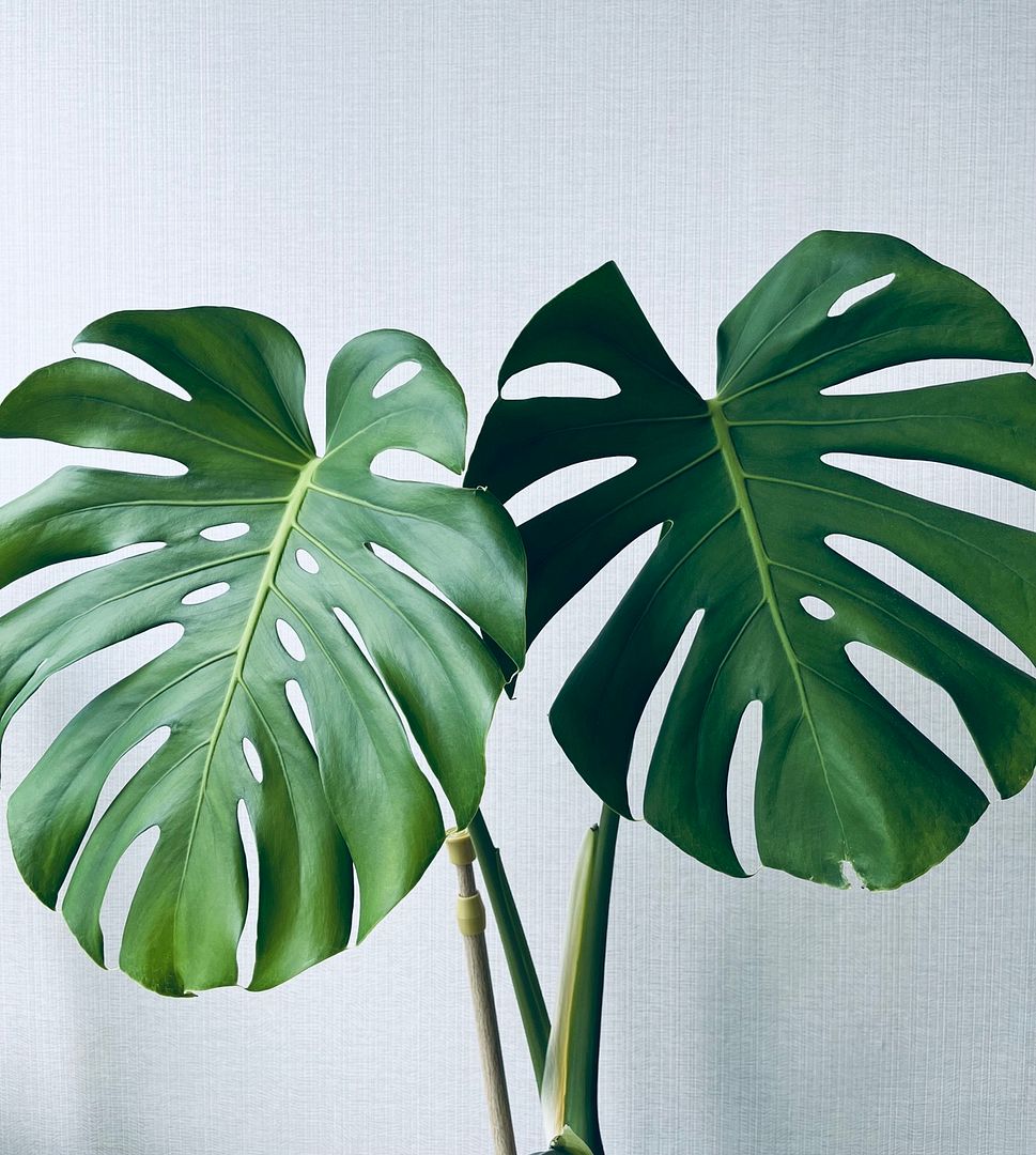 My Monstera