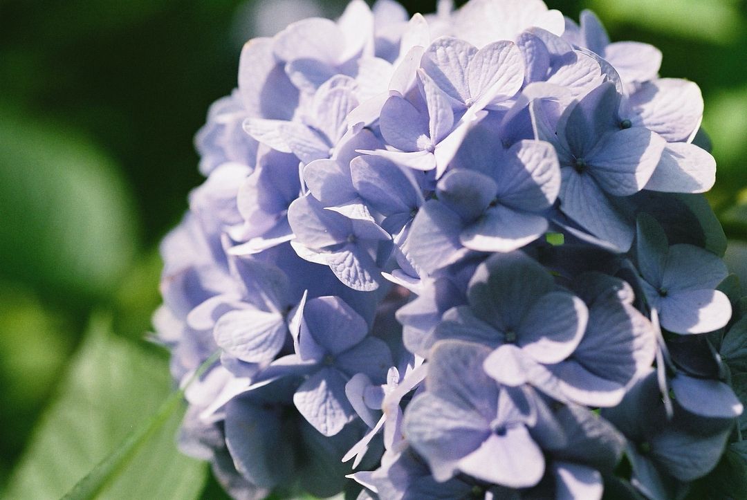 Hydrangea #2