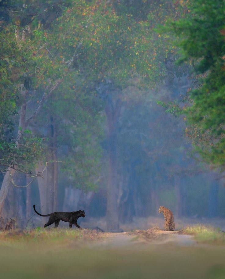 panther and leopard