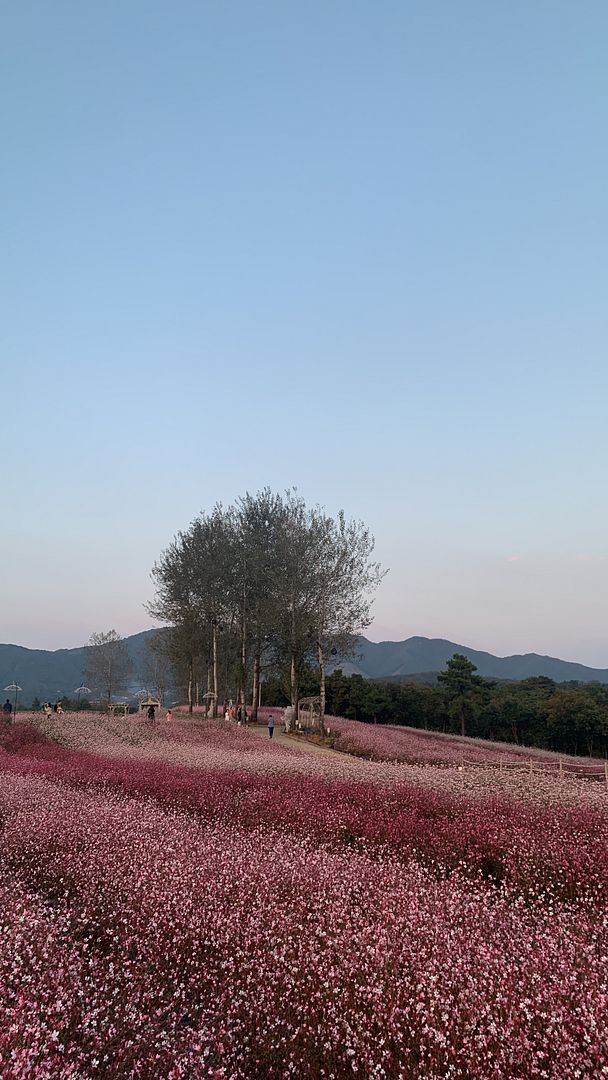 고석정 꽃밭