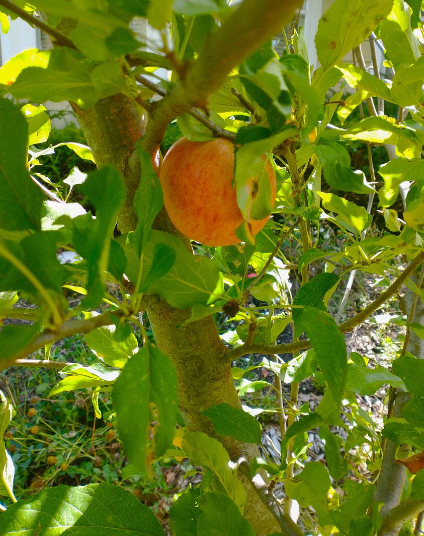 apple tree