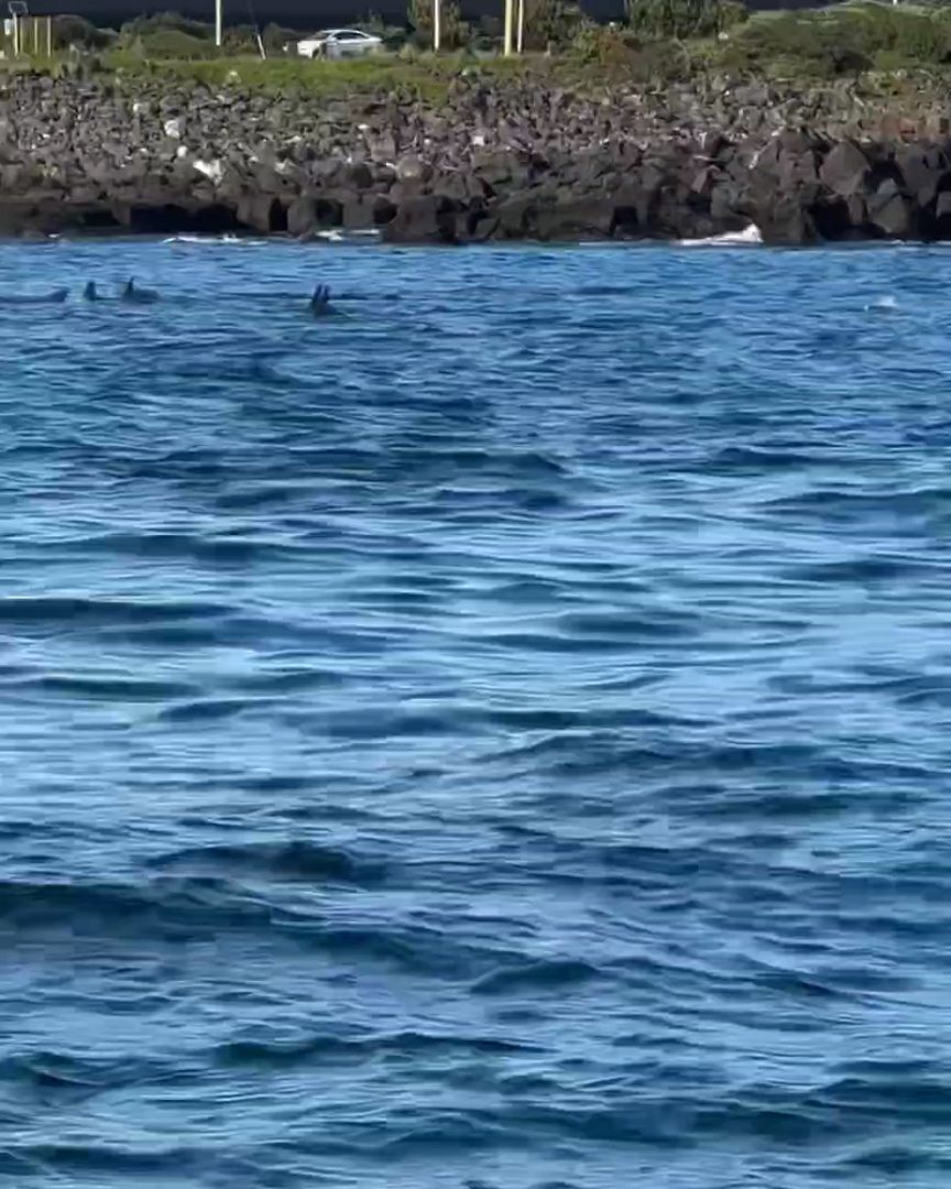 Jeju Island Dolphins