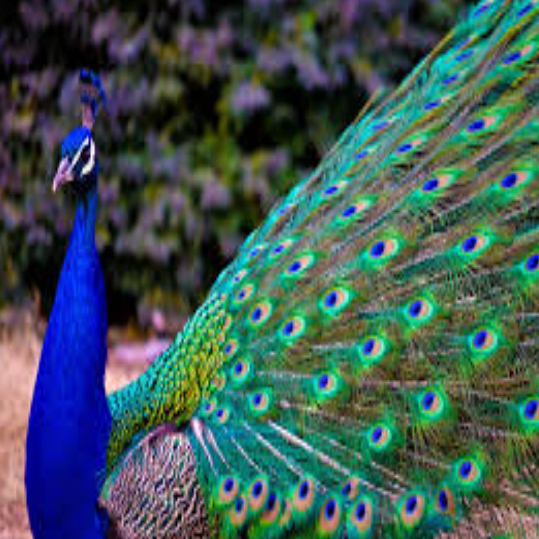 Peacock