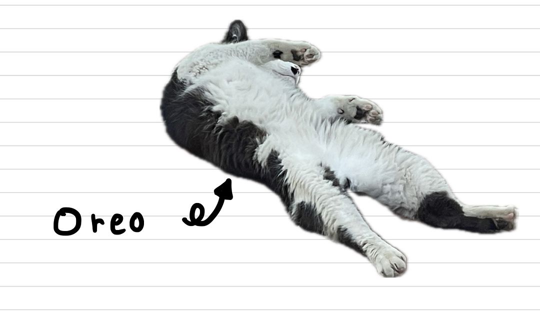 Cat_Oreo_3