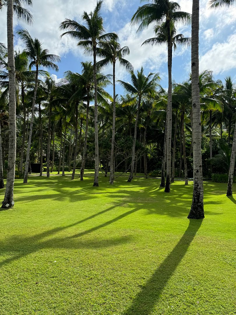 Palm trees of Boracay