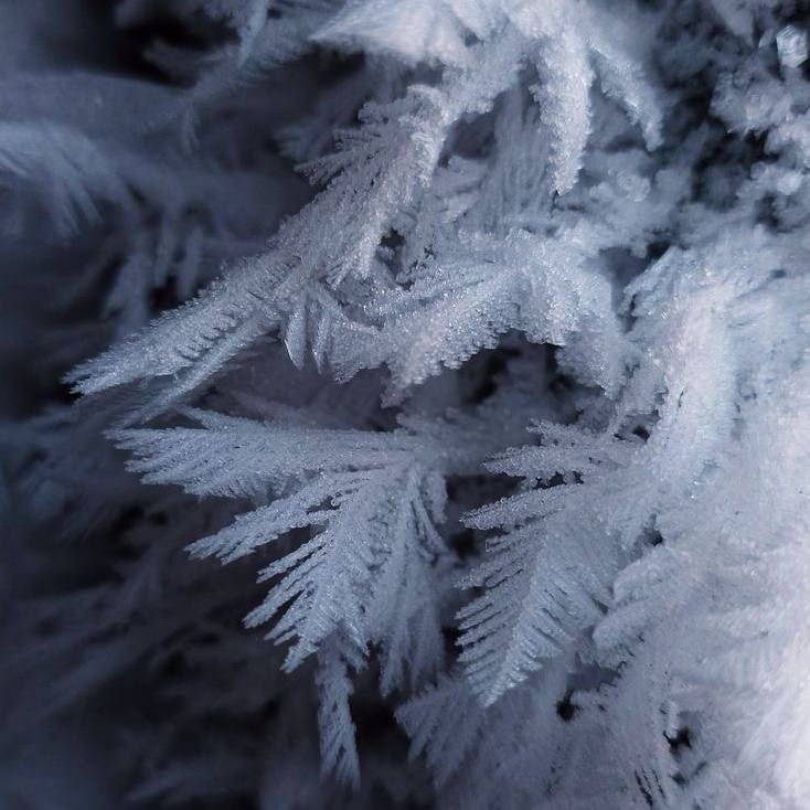 frosty spruce