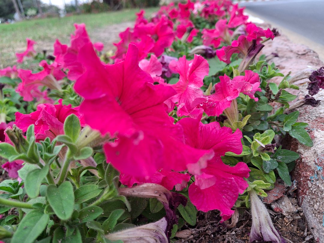 Bougainvillea