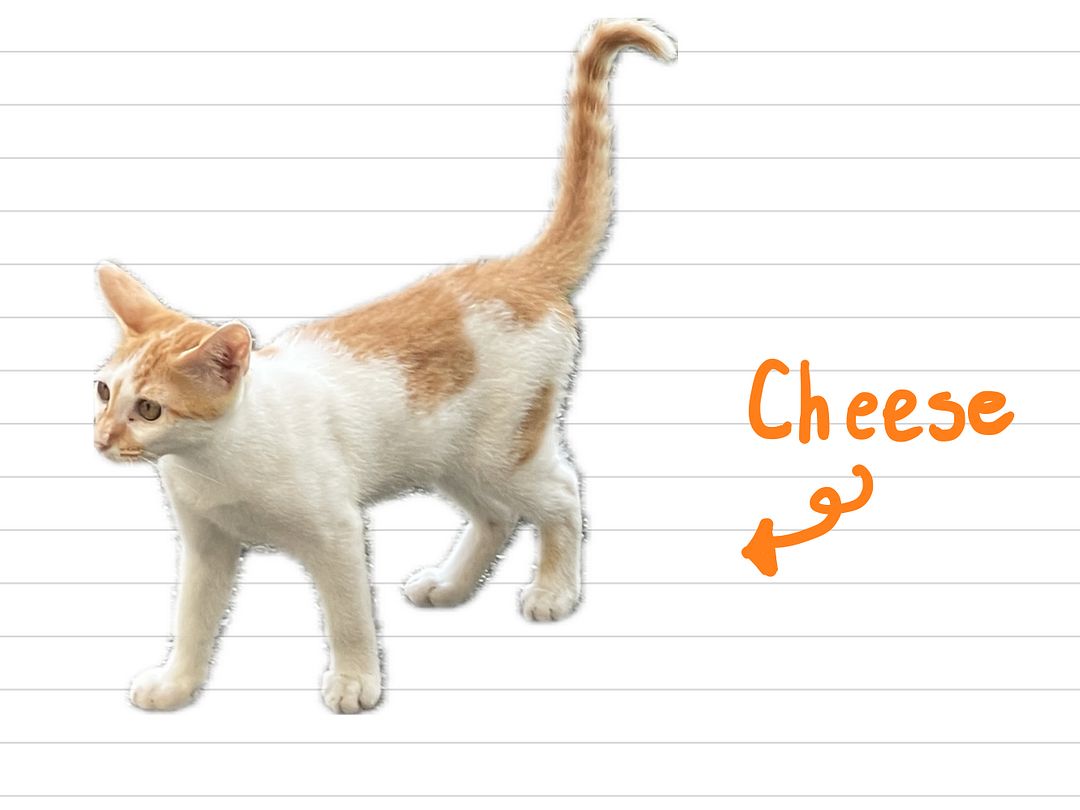 Cat_Cheese_25