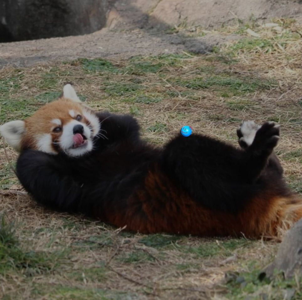 Red panda_2