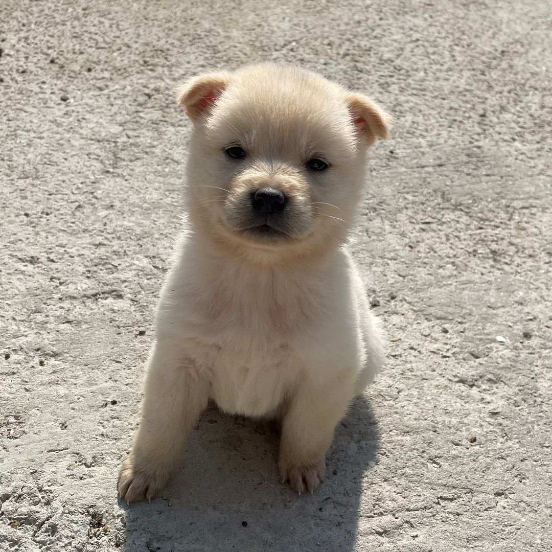 Cute puppy wants to say hello