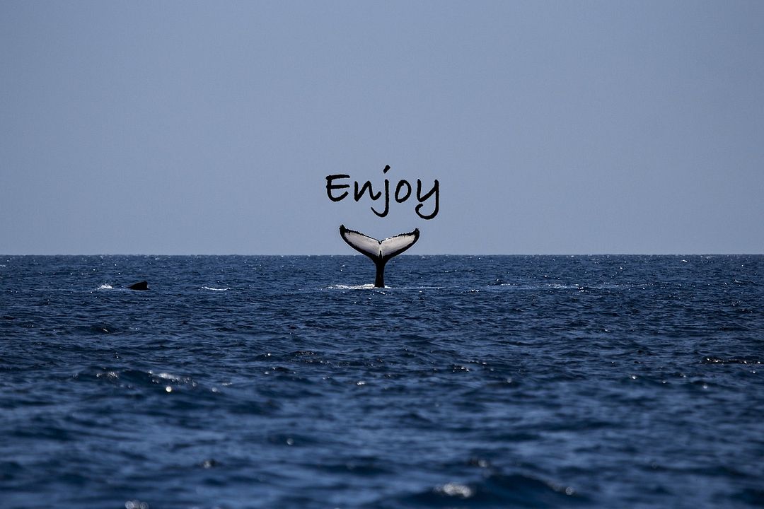 Enjoy Whale 2