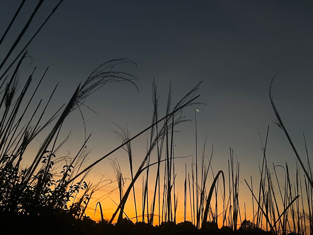 dark grass