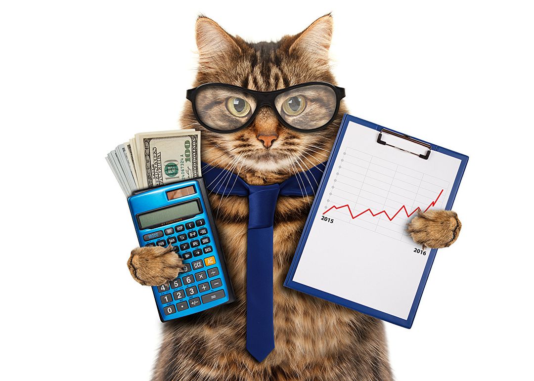 money cat