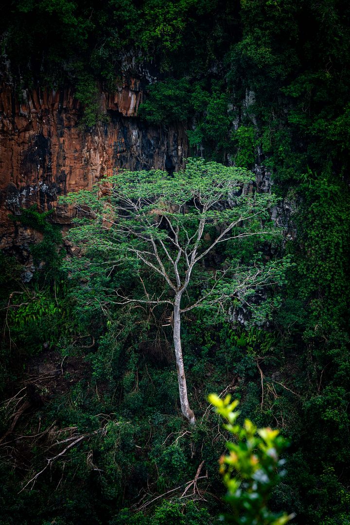 Tree in the Rocks