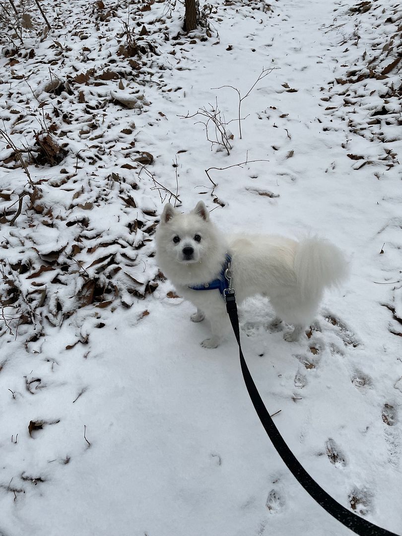 "SPRING" on snow in winter