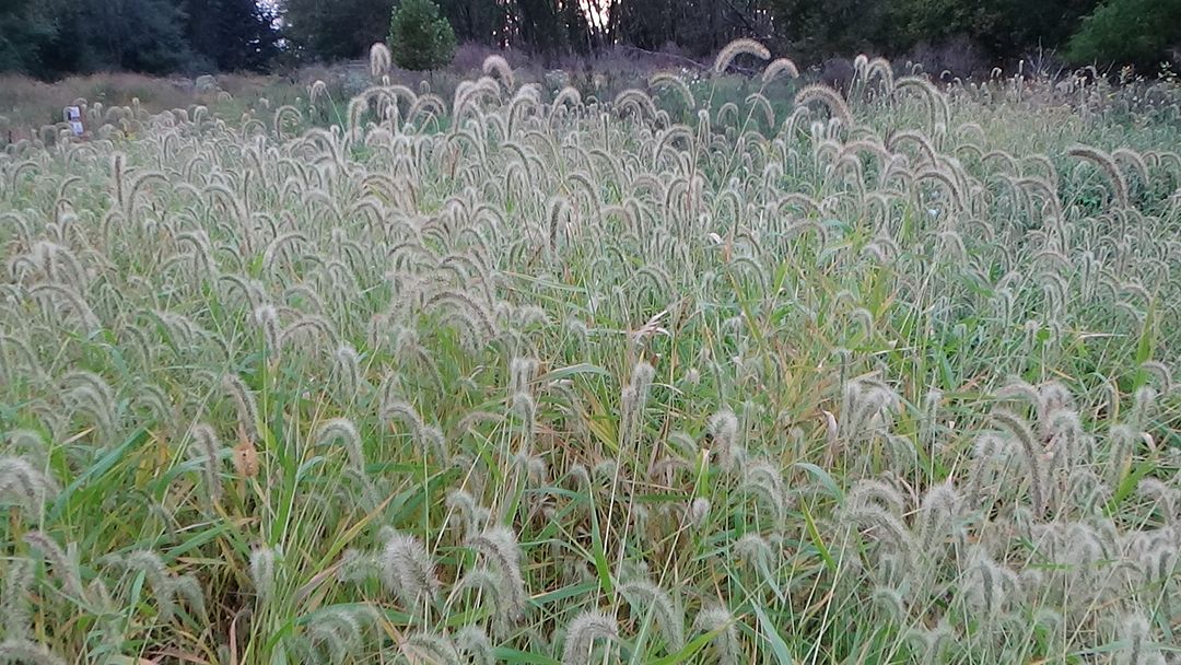 Ohio grass