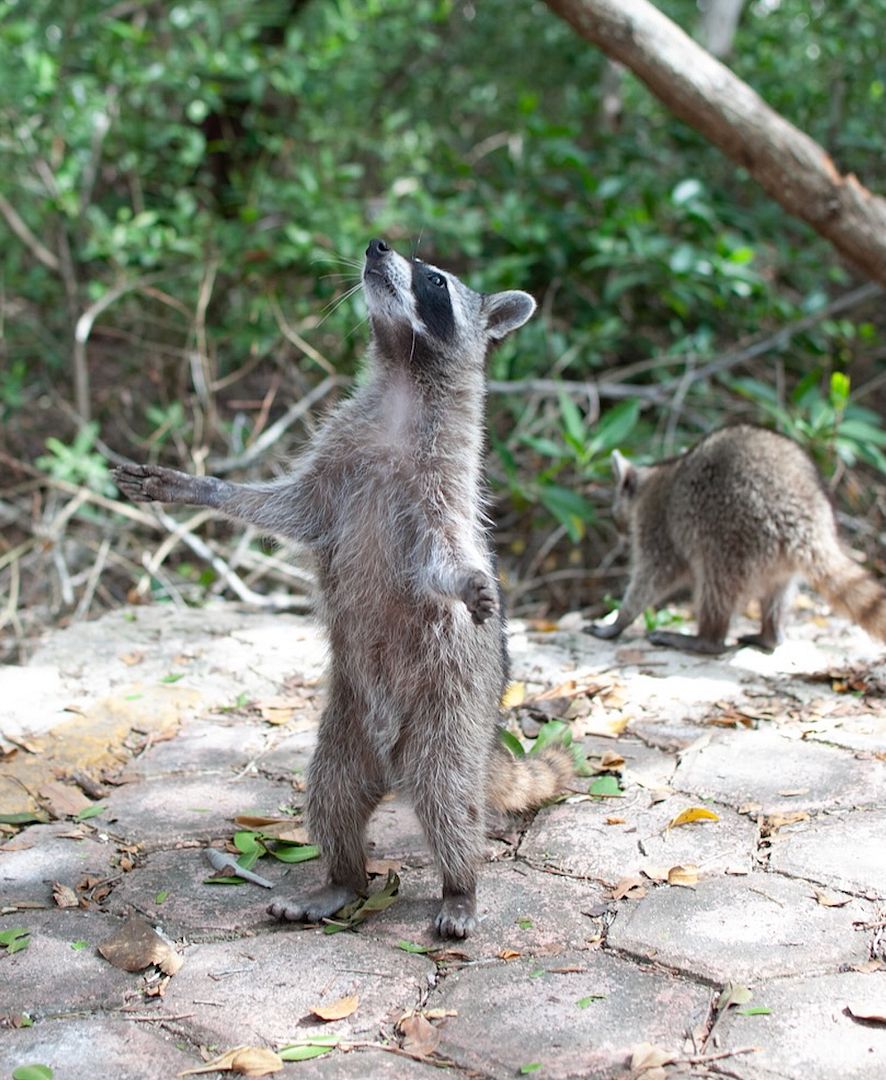 Raccoons