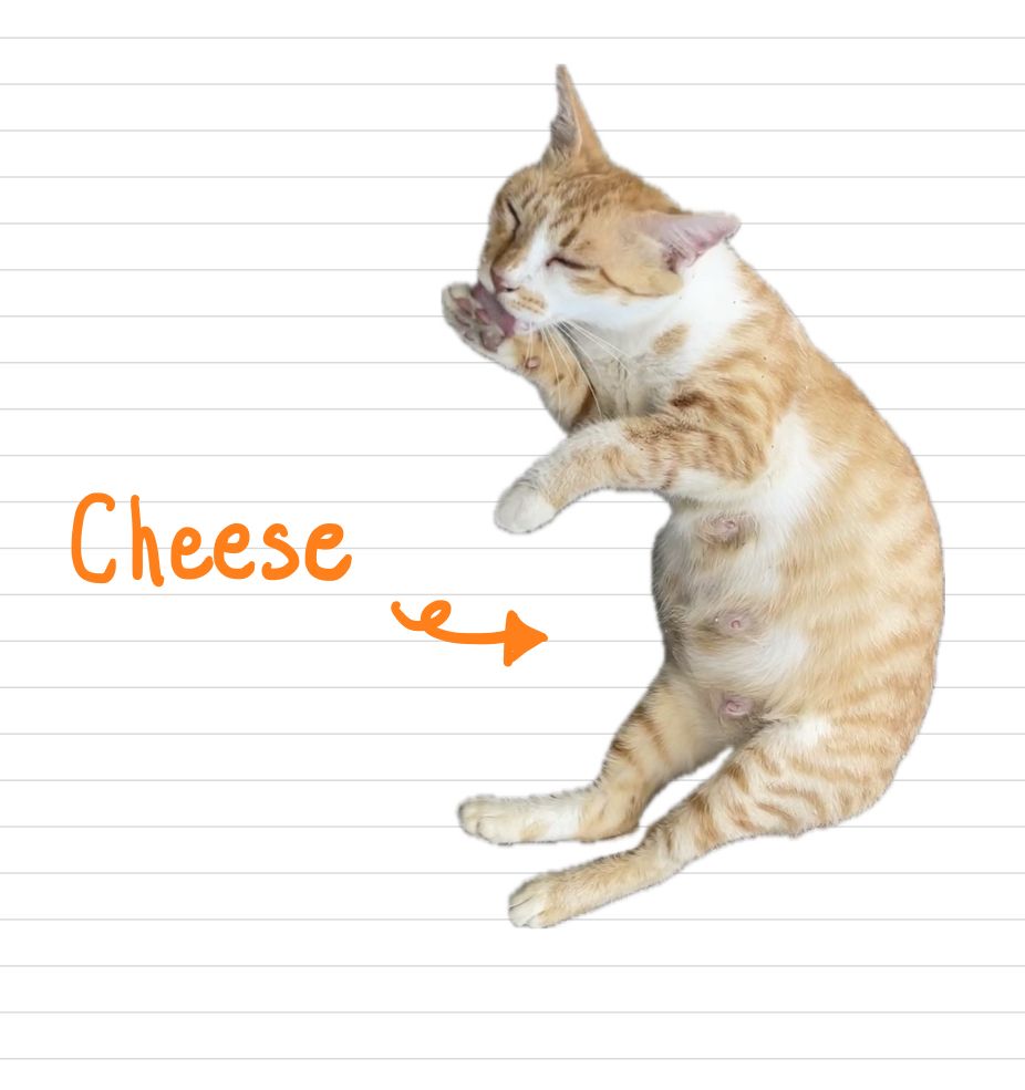 Cat_Cheese_21