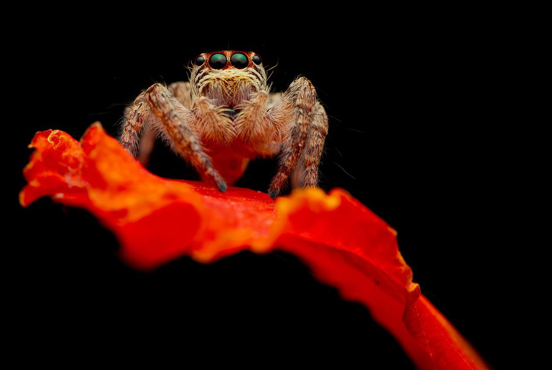 Jumping Spider