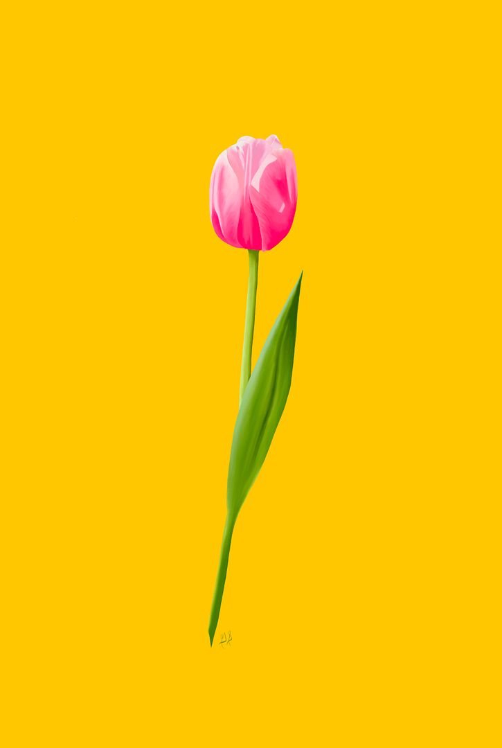 tulip