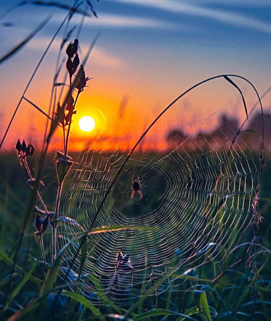 Summer evening