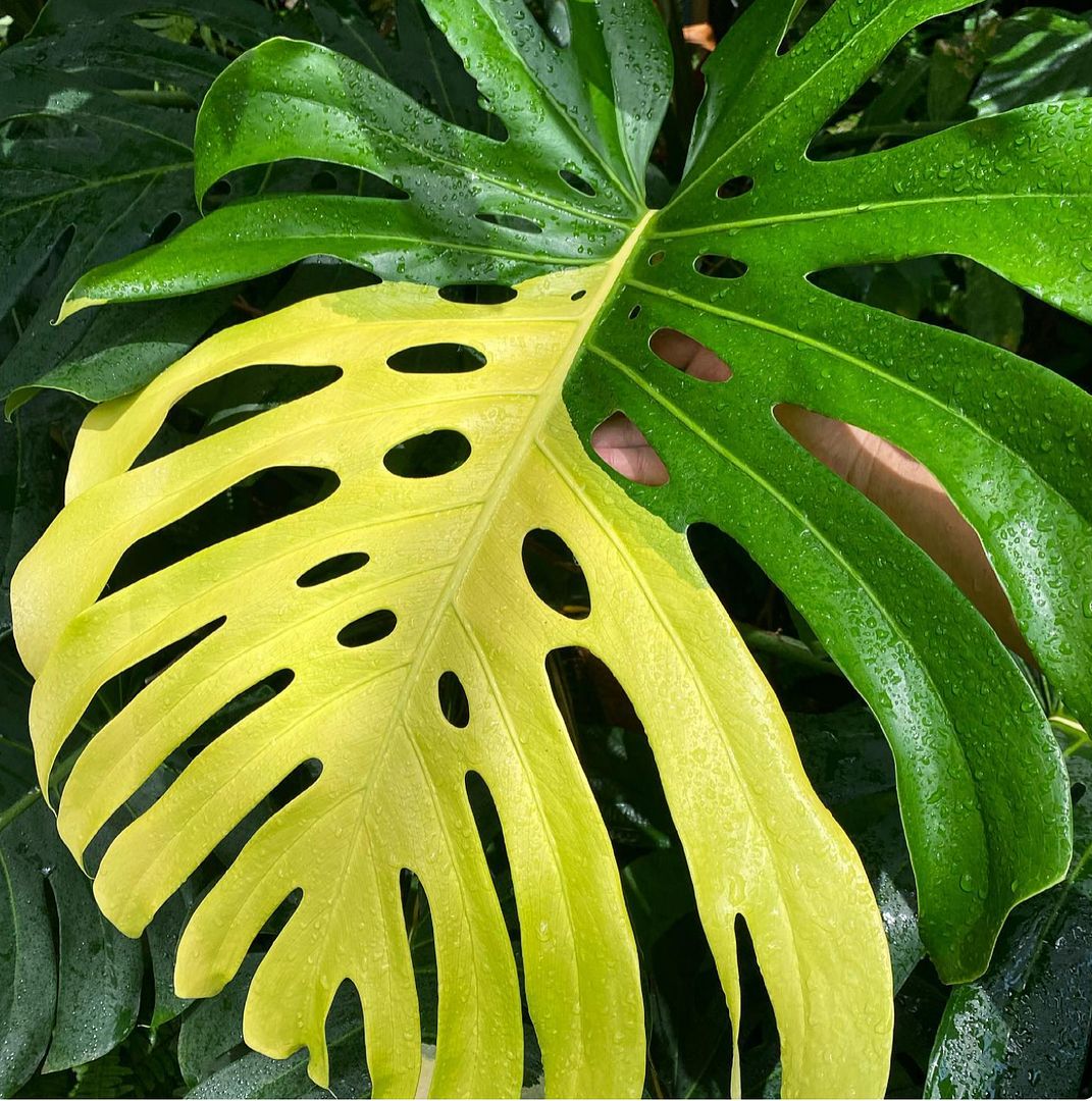 Monstera deliciosa ‘Cream yellow’