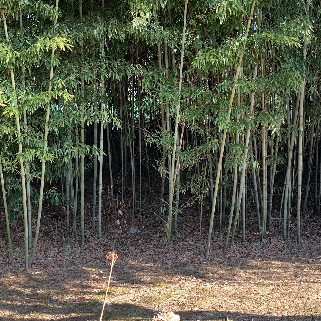 Bamboo stand at seoul