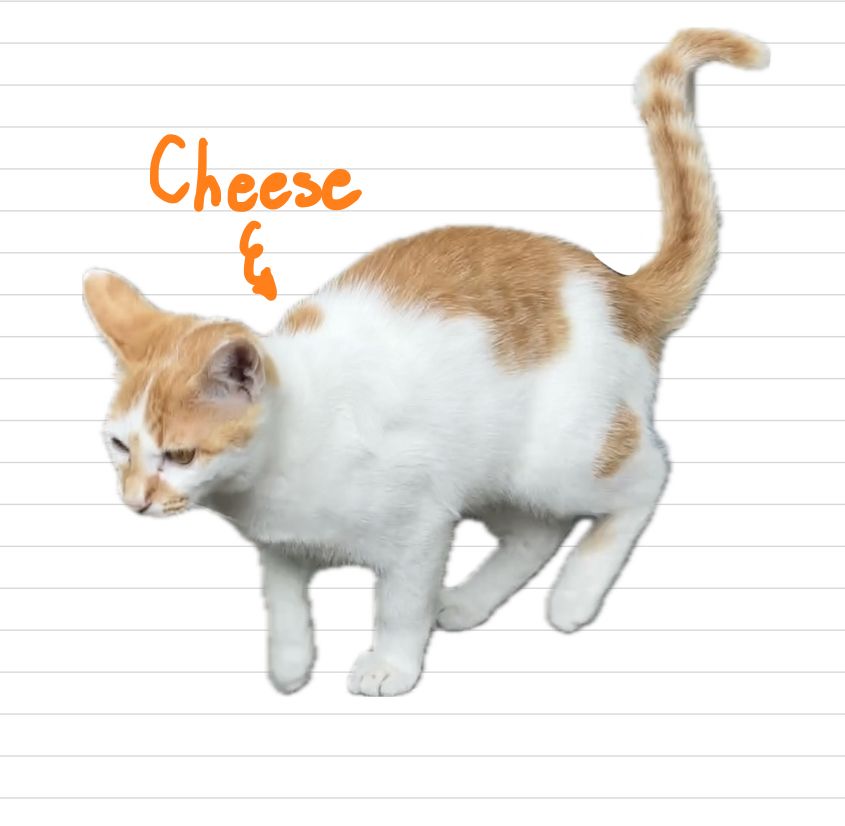 Cat_Cheese_31