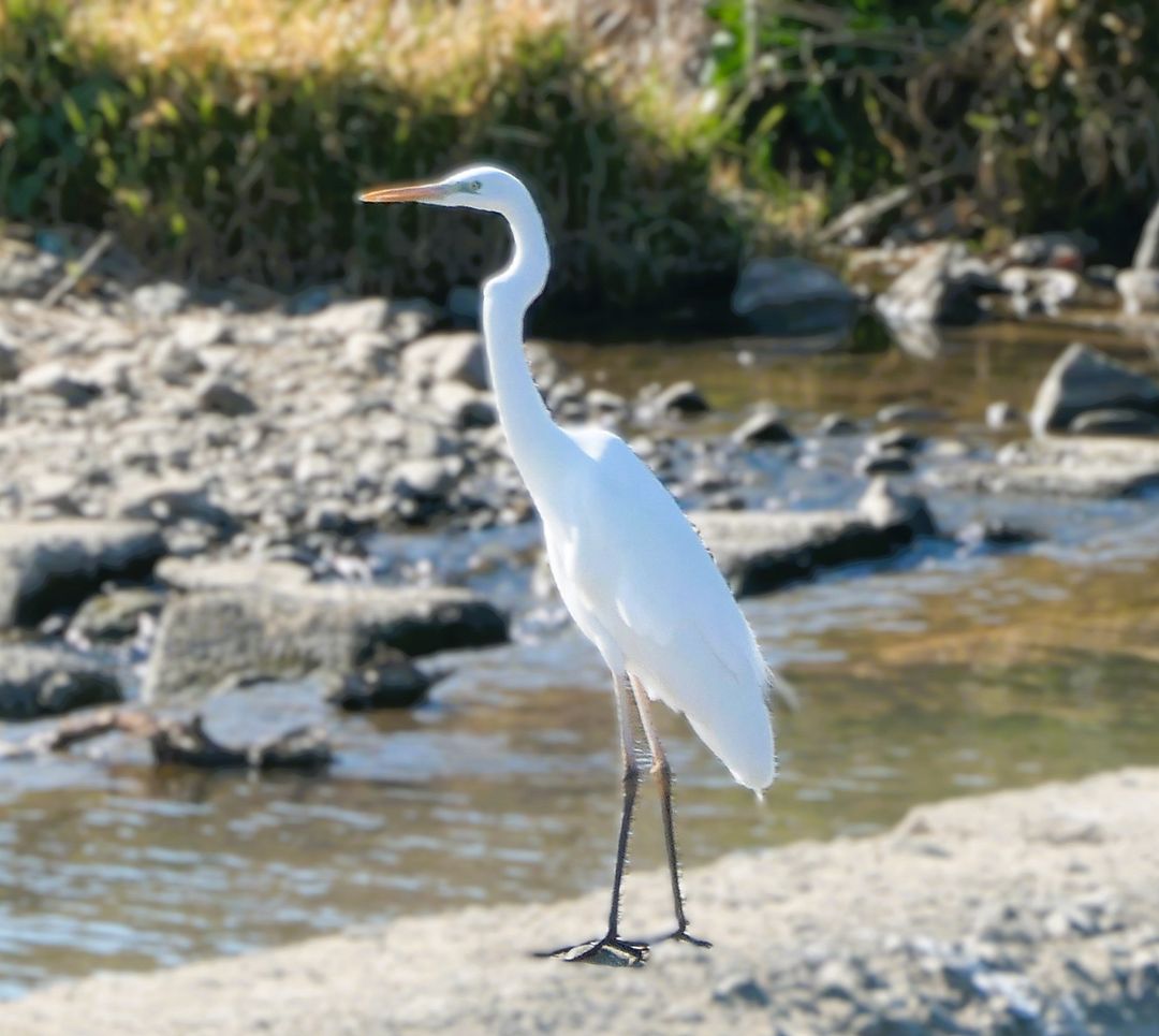 Great Egret