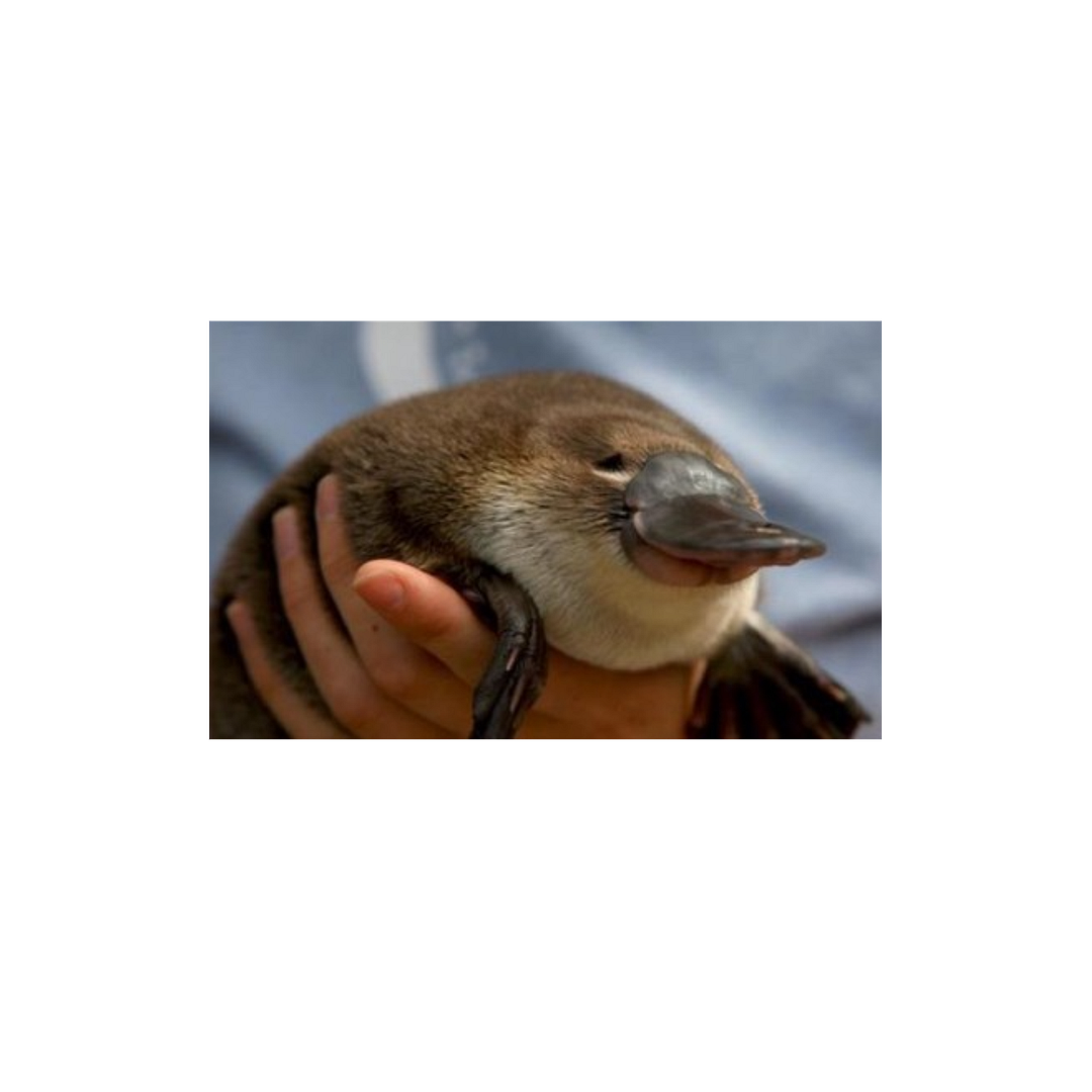 Platypus