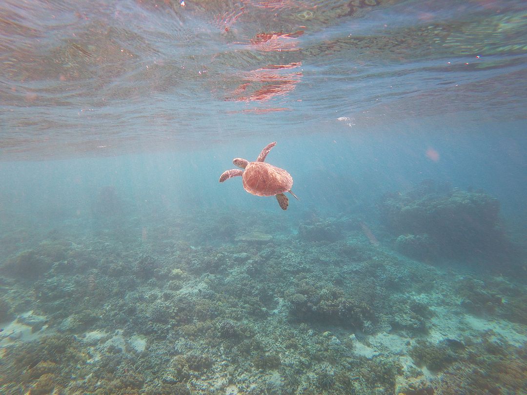 Gili Trawangan Turtle🐢