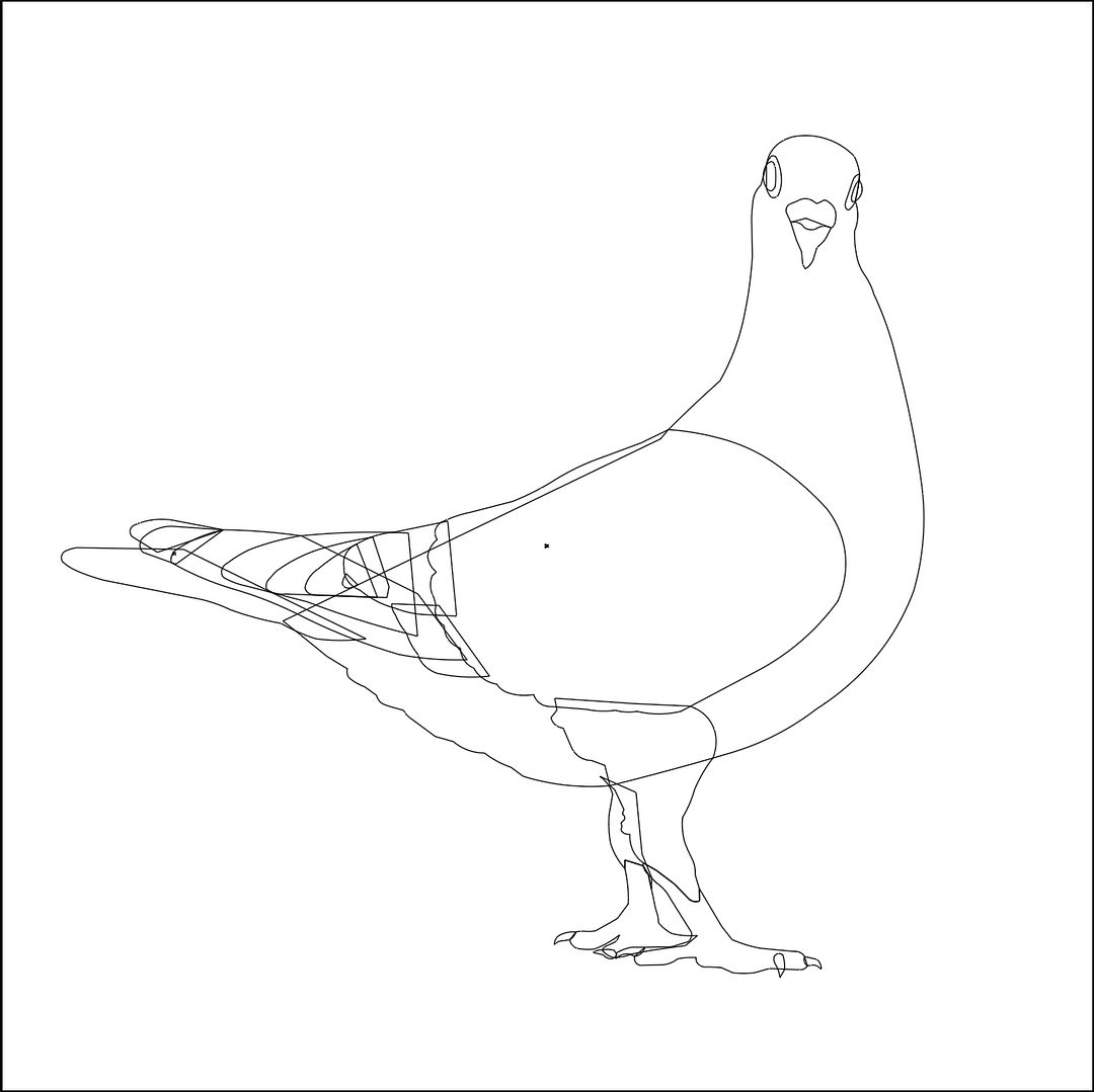 |pigeon|