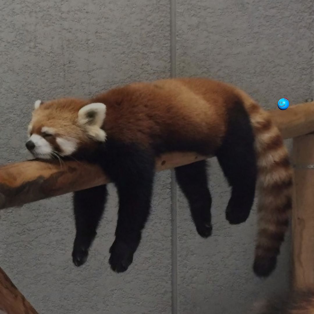 Red panda_4