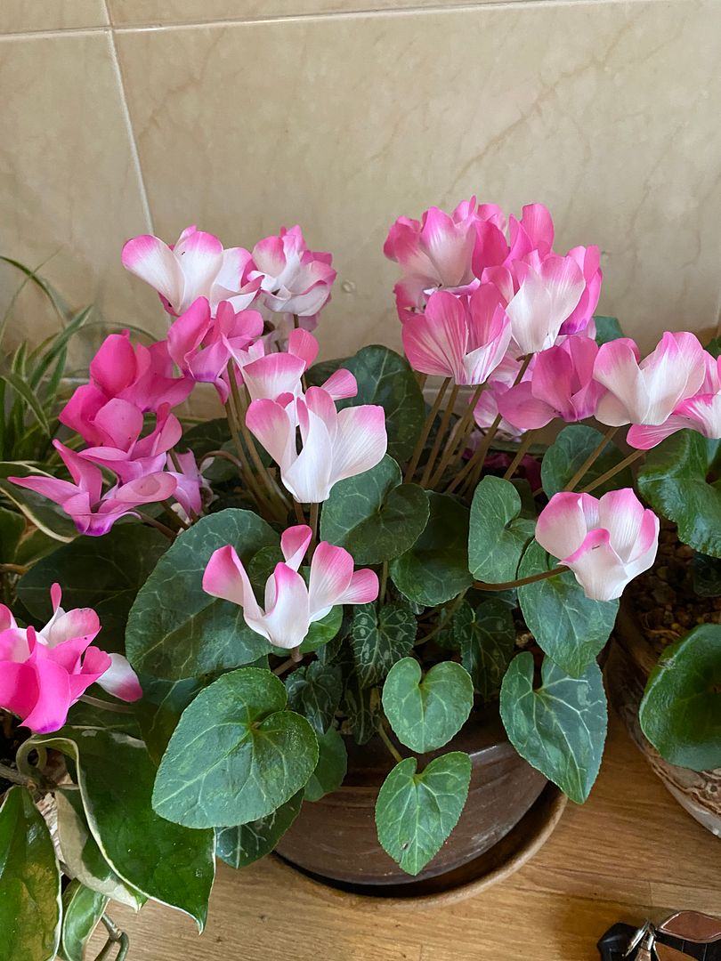 Cyclamen persicum