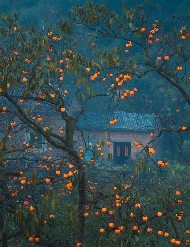 tree with tangerines